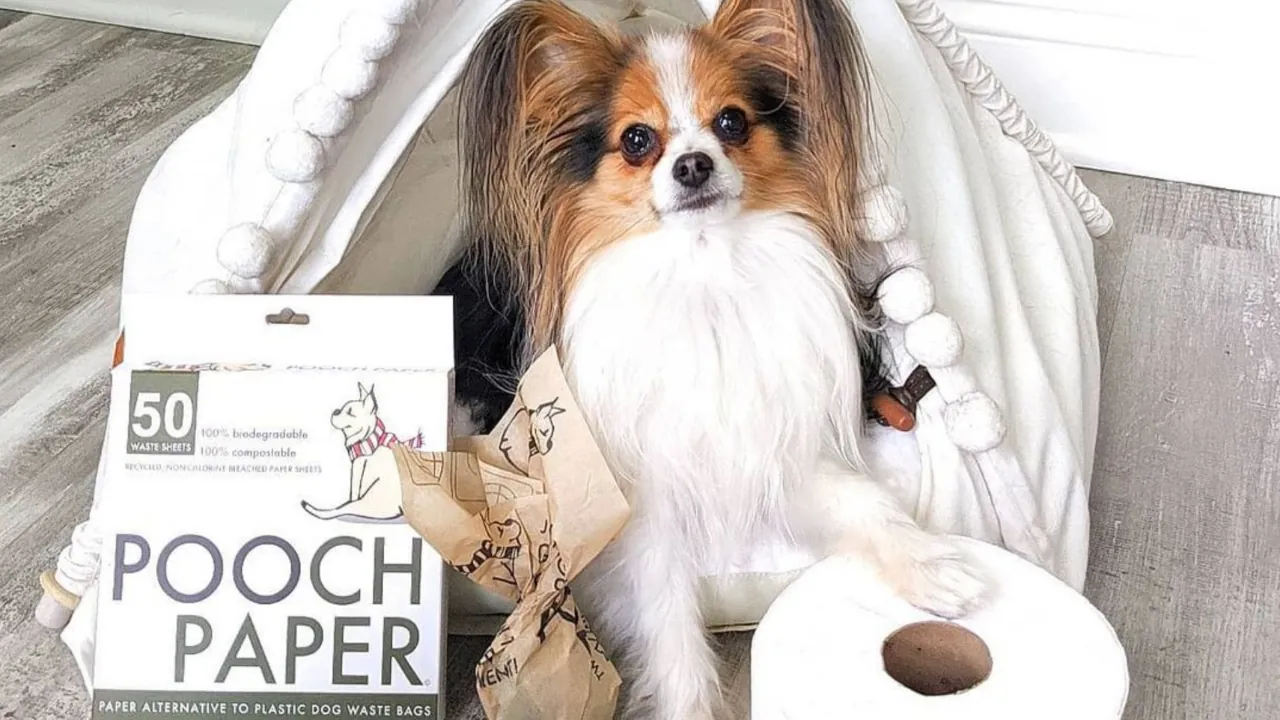 pooch paper